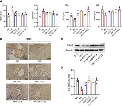 Honghua Xiaoyao tablet combined with estradiol improves ovarian function in D-galactose-induced aging mice by reducing apoptosis and affecting the release of reproductive hormones: an in vivo study